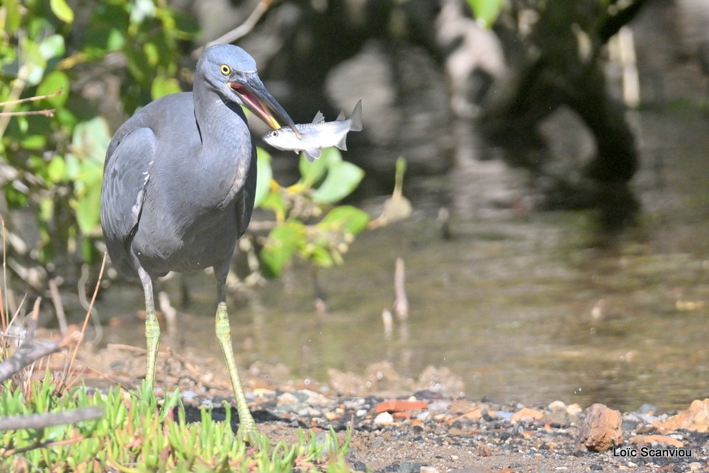 Aigrette sacrée/Pacific Reef-Heron (1)
