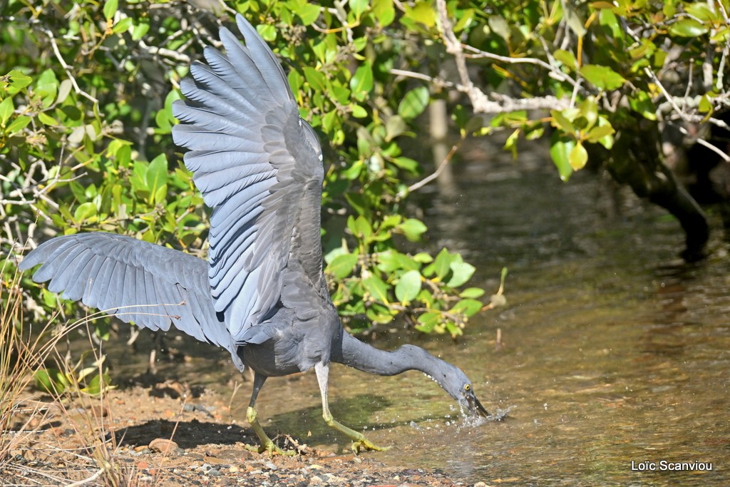 Aigrette sacrée/Pacific Reef-Heron (10)