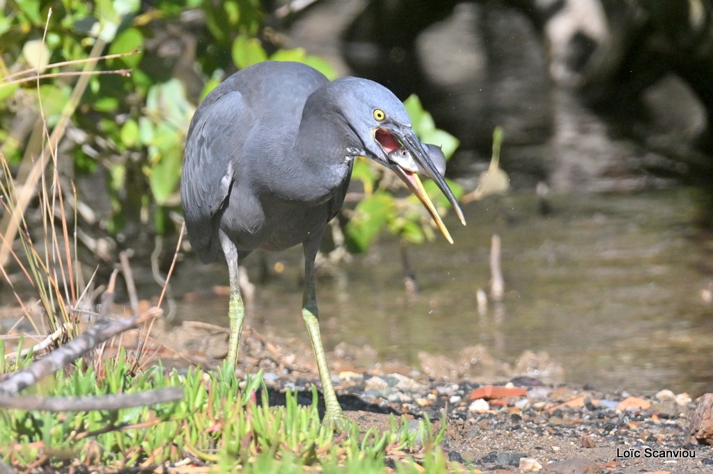 Aigrette sacrée/Pacific Reef-Heron (2)