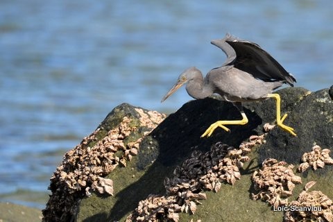 Aigrette sacrée/Pacific Reef-Egret (2)