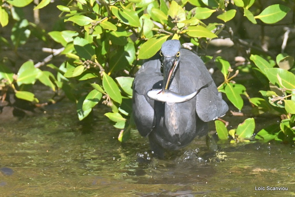 Aigrette sacrée/Pacific Reef-Heron (3)