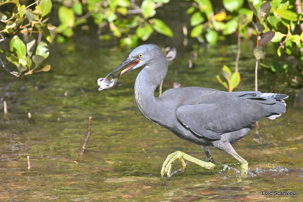 Aigrette sacrée/Pacific Reef-Heron (4)