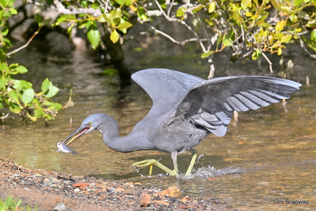 Aigrette sacrée/Pacific Reef-Heron (6)