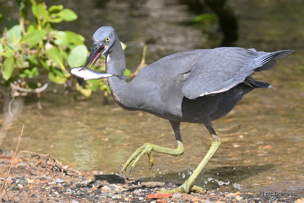 Aigrette sacrée/Pacific Reef-Heron (7)