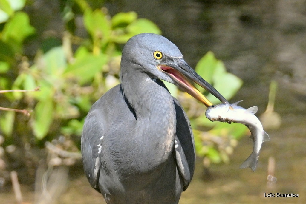 Aigrette sacrée/Pacific Reef-Heron (8)