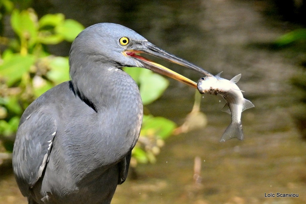 Aigrette sacrée/Pacific Reef-Heron (9)