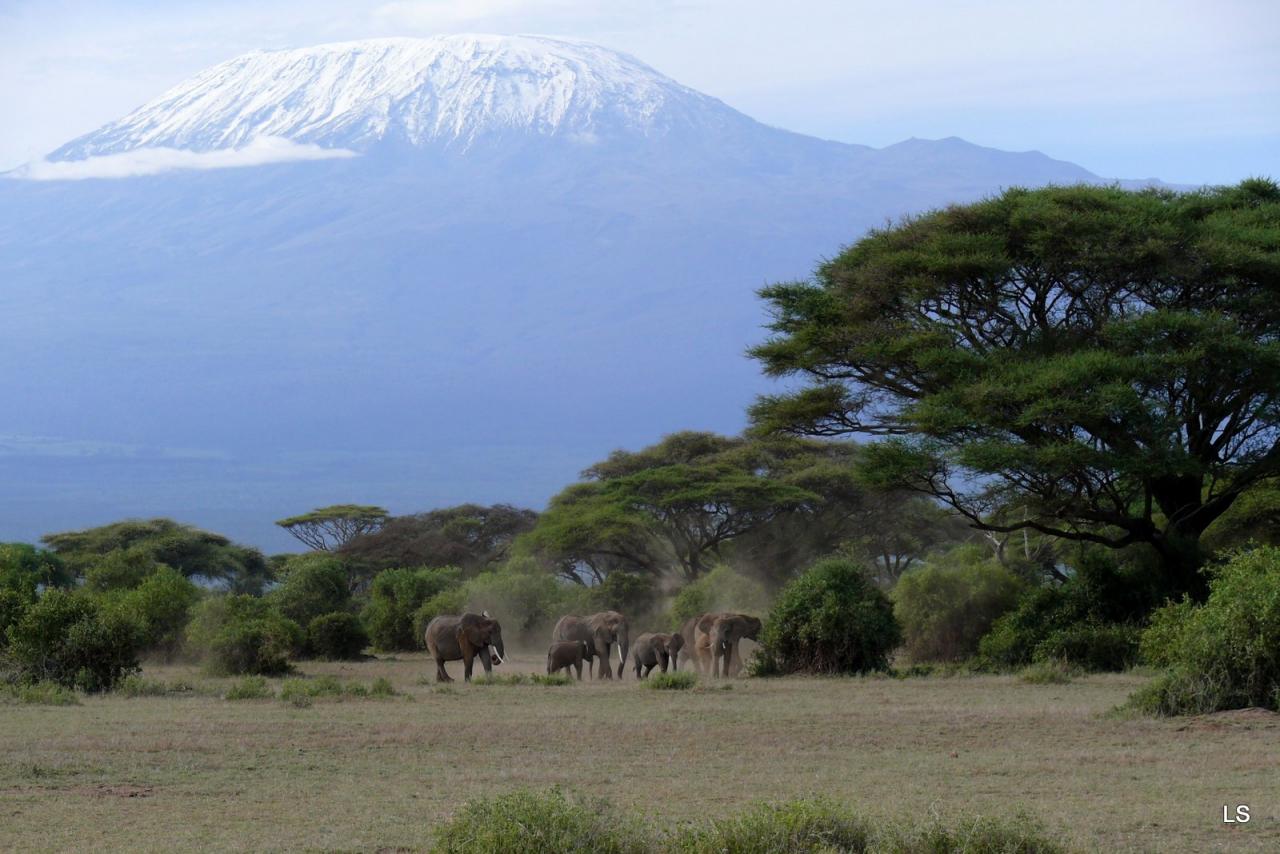 Éléphant d'Afrique/African Savanna Elephant (2)