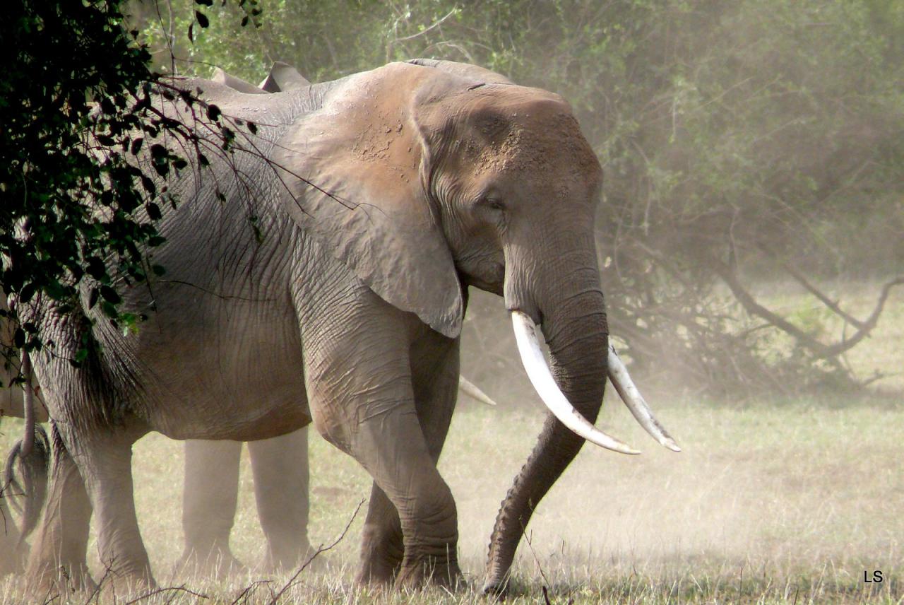 Éléphant d'Afrique/African Savanna Elephant (3)