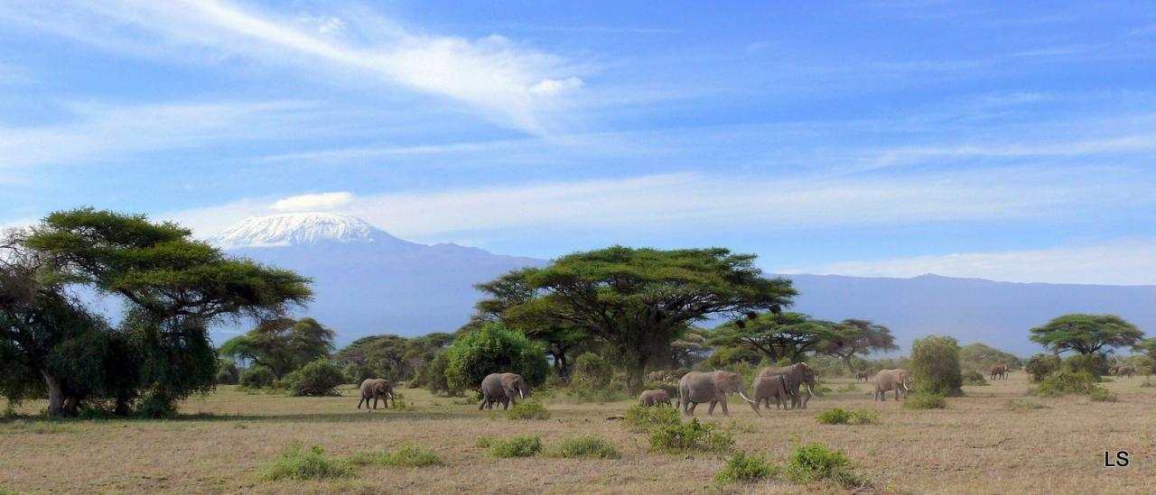 Éléphant d'Afrique/African Savanna Elephant (4)