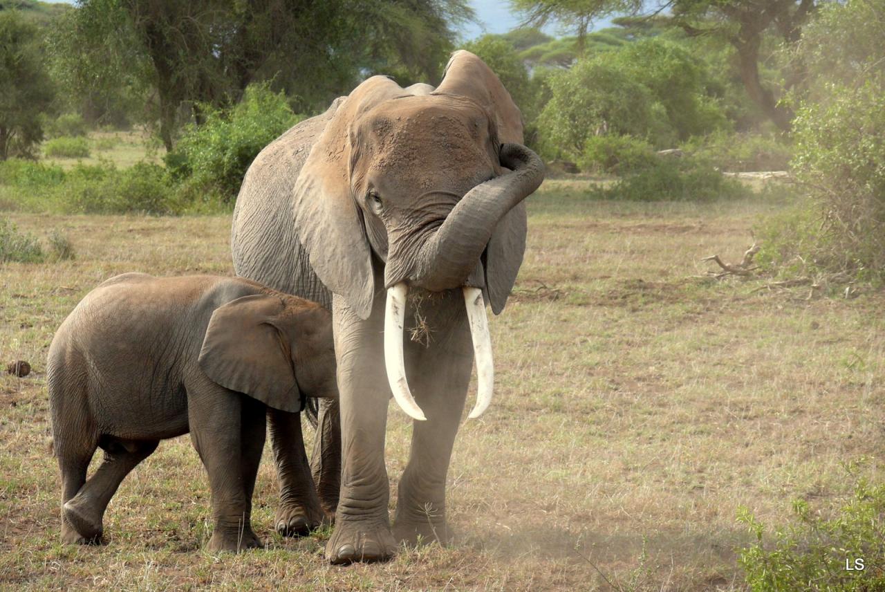 Éléphant d'Afrique/African Savanna Elephant (5)