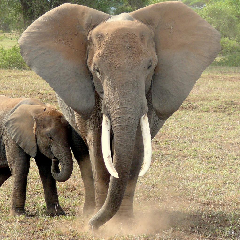 Éléphant d'Afrique/African Savanna Elephant (6)