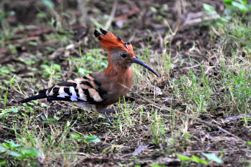 Huppe fasciée/African Hoopoe (1)