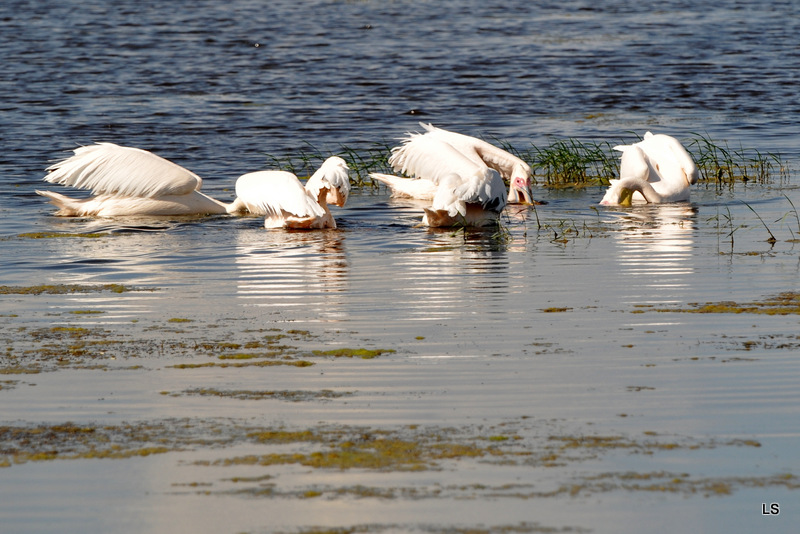 Pélican blanc/Great White Pelican (3)