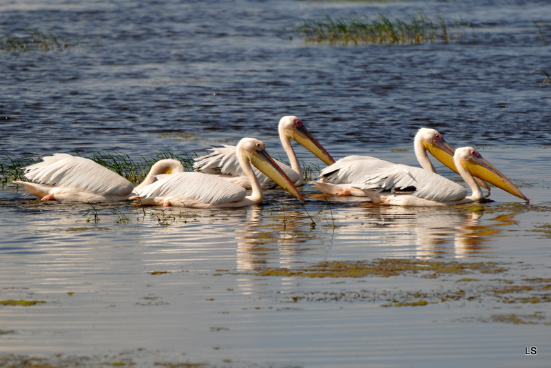 Pélican blanc/Great White Pelican (4)