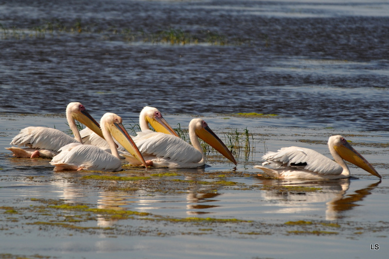 Pélican blanc/Great White Pelican (5)