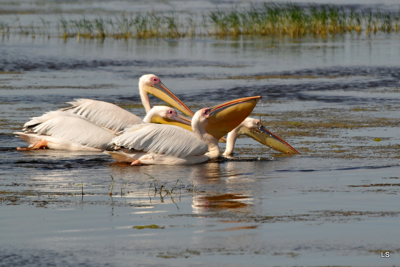 Pélican blanc/Great White Pelican (6)