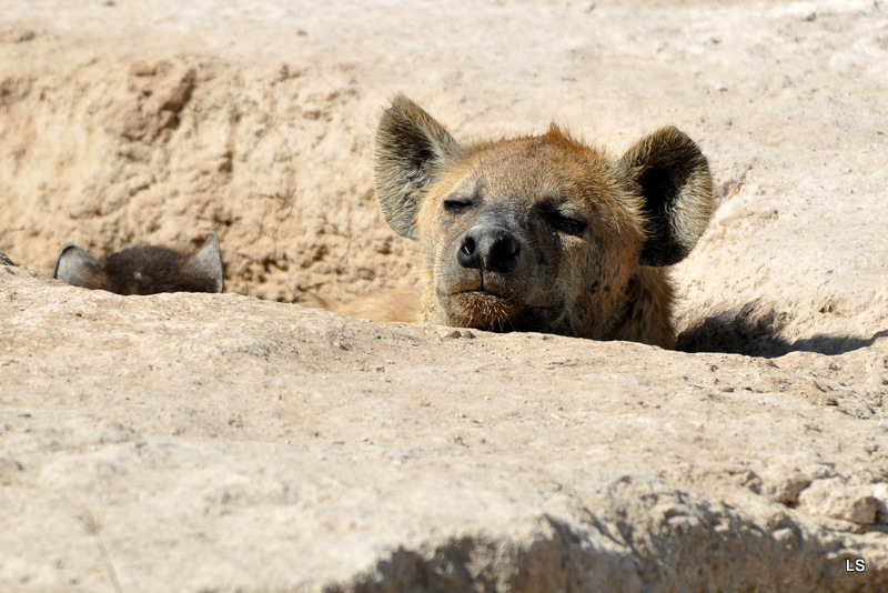 Hyène tachetée/Spotted Hyena (1)