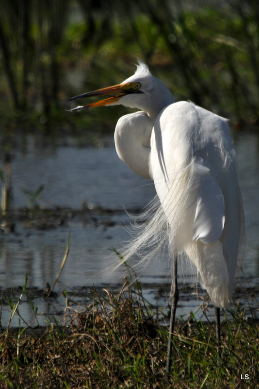 Aigrette/Egret (3)