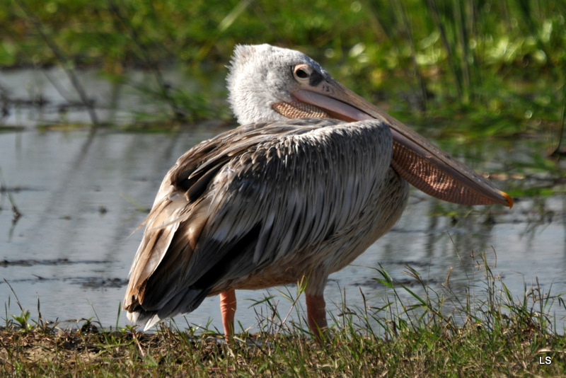 Pélican gris/Pink-backed Pelican (1)