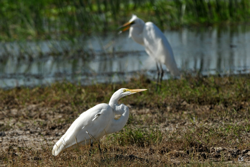 Aigrette/Egret (4)