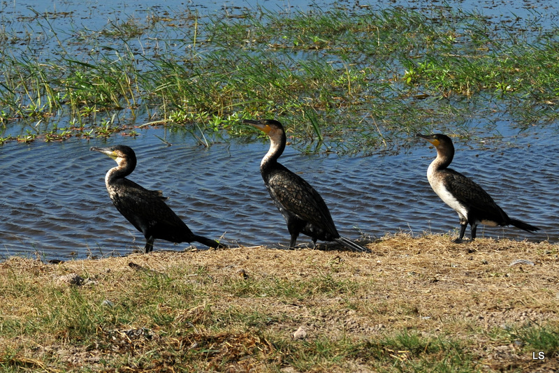 Cormoran/Cormorant (1)