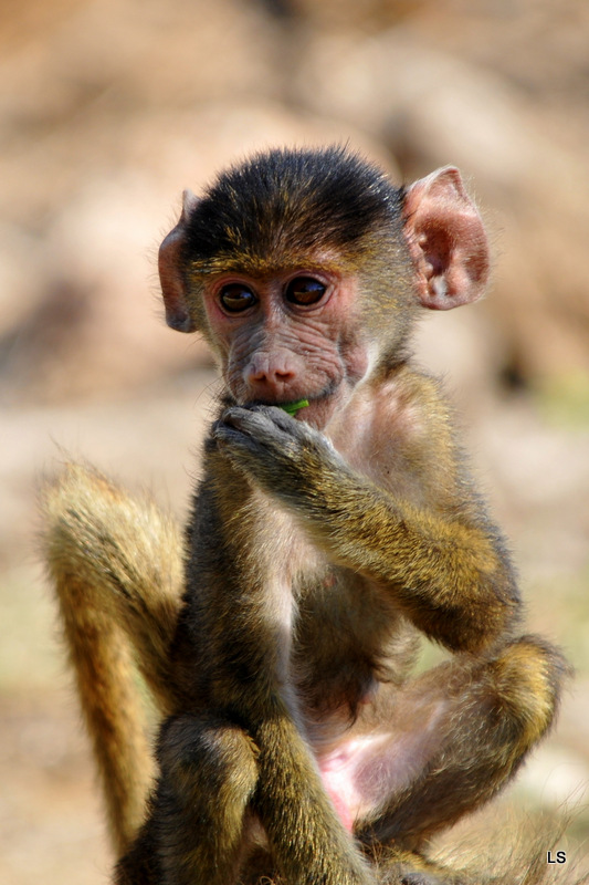 Babouin/Baboon  (3)