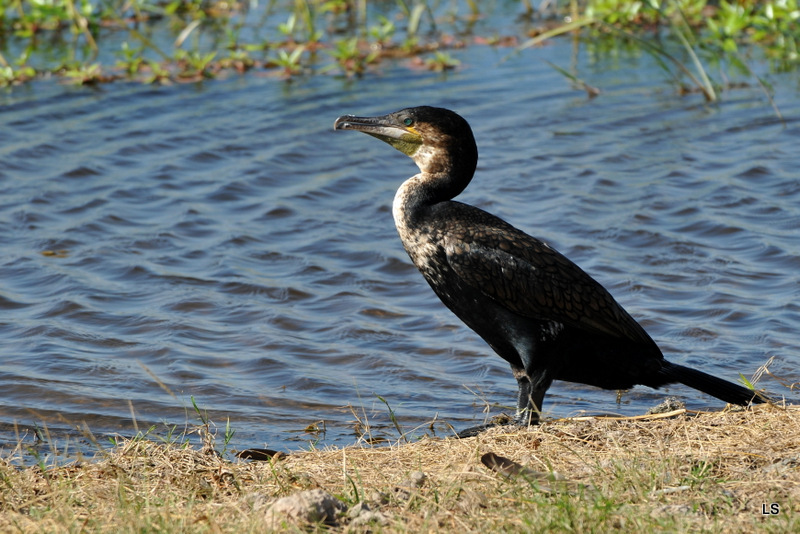 Cormoran/Cormorant (2)