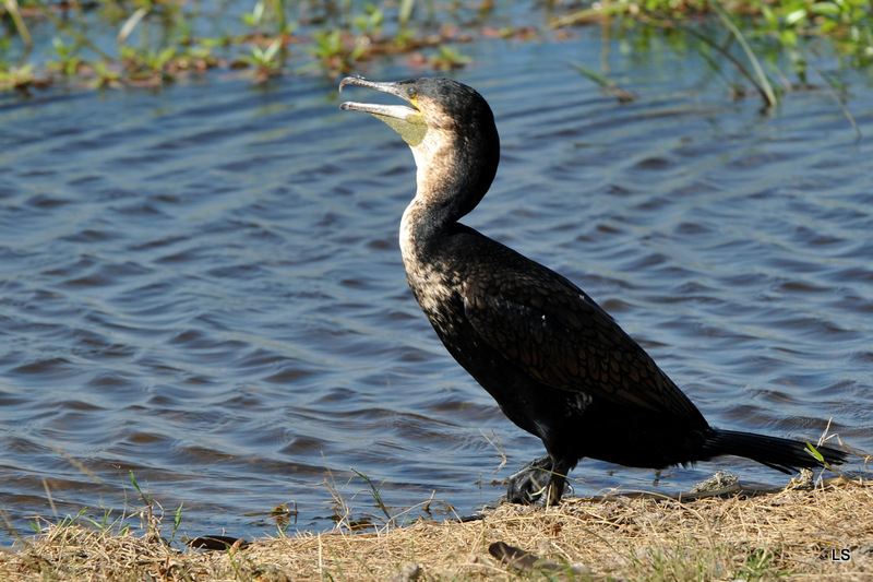 Cormoran/Cormorant (3)