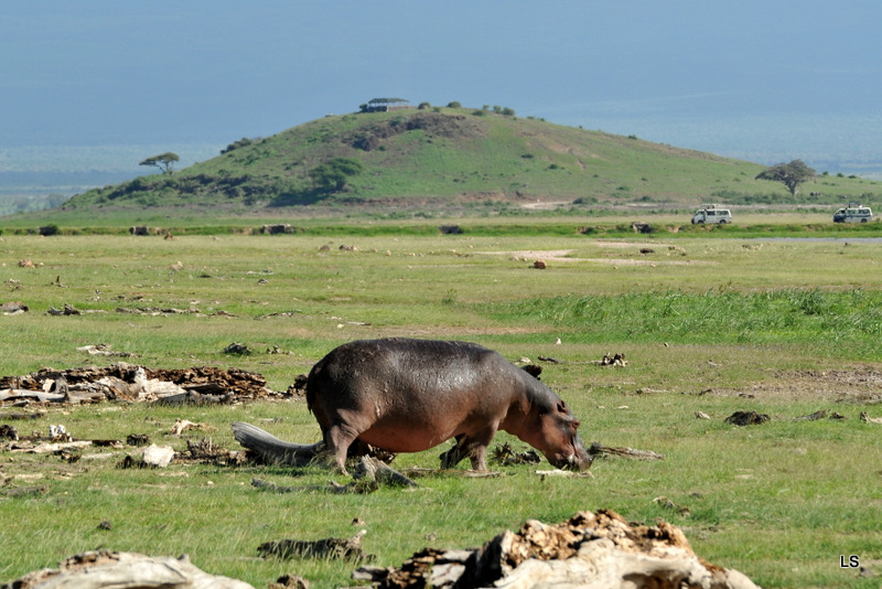 Hippopotame/Hippopotamus (4)