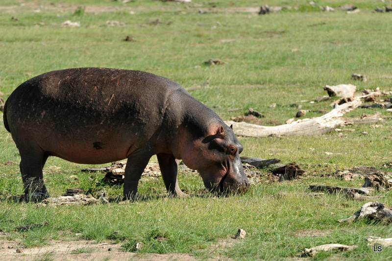 Hippopotame/Hippopotamus (5)