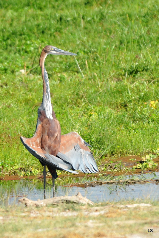 Héron Goliath/Goliath Heron (2)