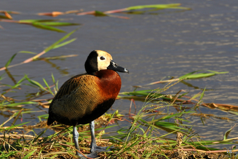 Dendrocygne veuf/White-faced Whistling-Duck (1)