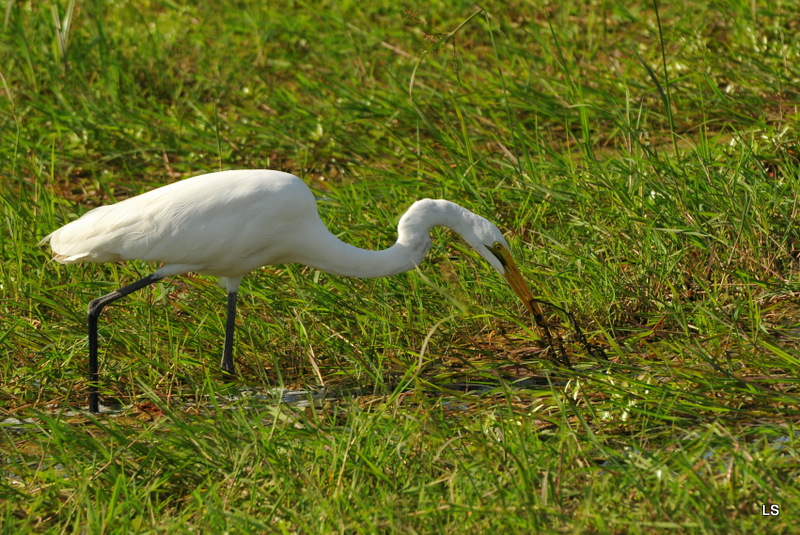 Aigrette/Egret (1)