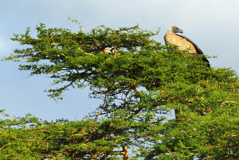 Vautour/Vulture (1)