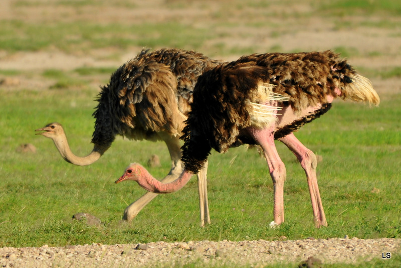 Autruche/Ostrich (2)