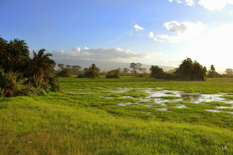 Amboseli (19)