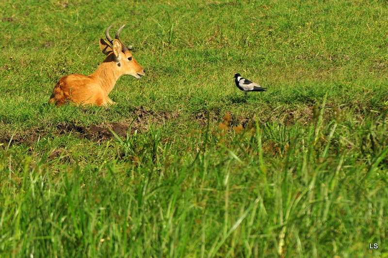 Amboseli 2010 (16)