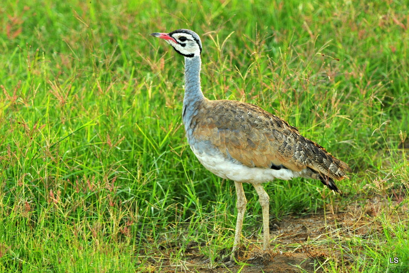 Outarde/Bustard (1)