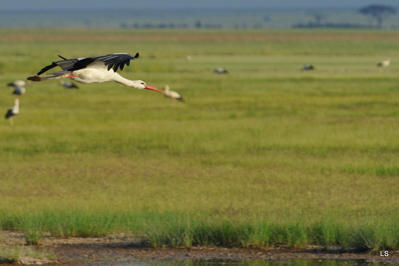 Cigogne blanche/White Stork (2)