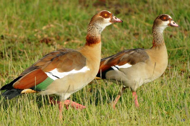 Ouette d'Egypte/Egyptian Goose (2)