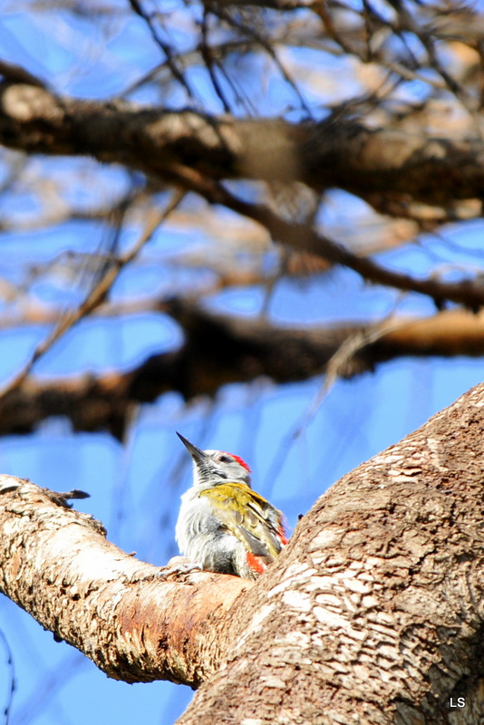 Pivert/Woodpecker (1)