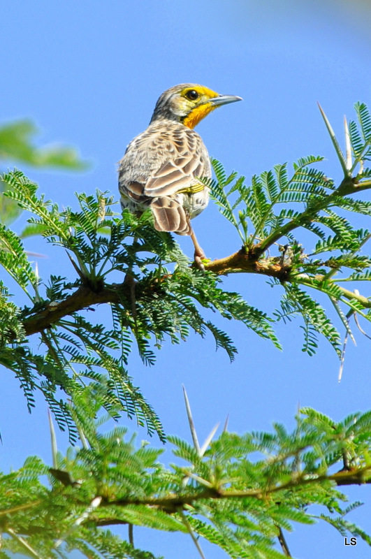 Sentinelle à gorge jaune/Yellow-throated Longclaw (1)