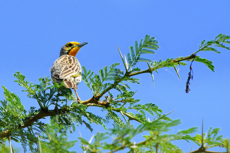 Sentinelle à gorge jaune/Yellow-throated Longclaw (2)