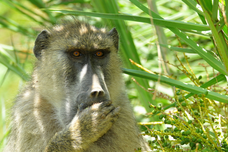 Babouin/Baboon (6)