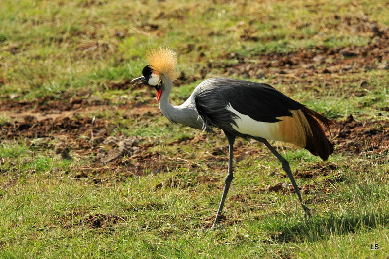 Grue couronnée/Grey-crowned Crane (1)