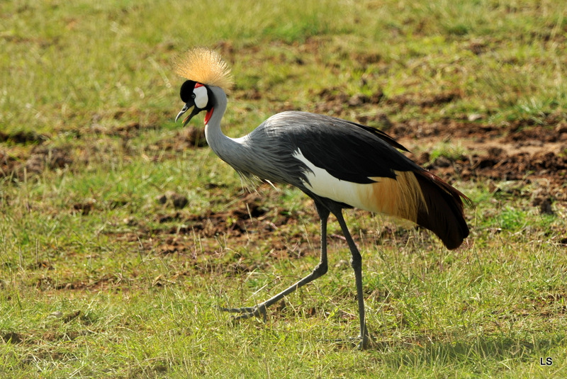 Grue couronnée/Grey-crowned Crane (2)