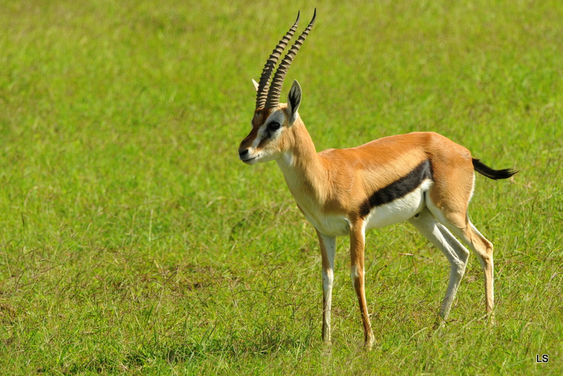 Amboseli 2010 (183)