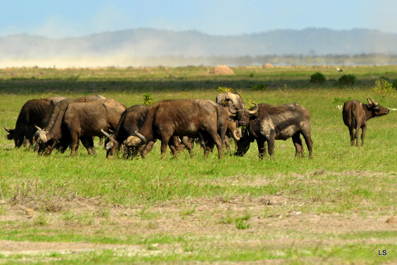 Buffle du Cap/Cape Buffalo (8