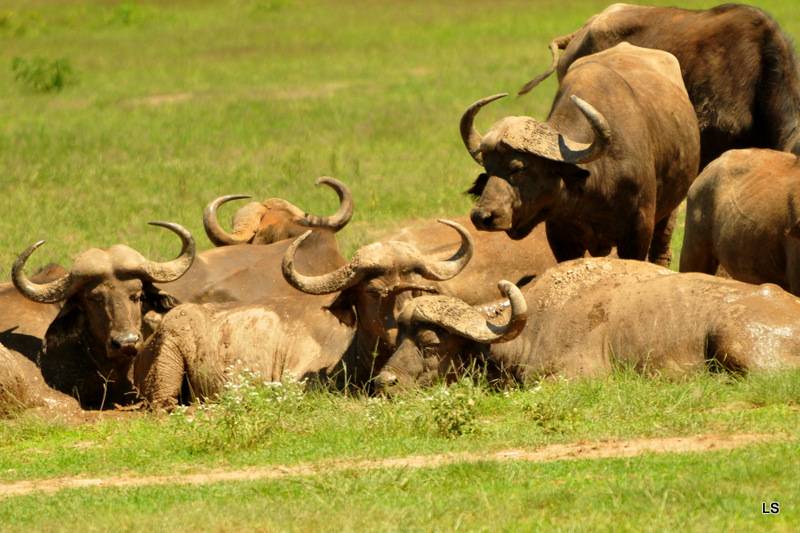 Buffle du Cap/Cape Buffalo (2)