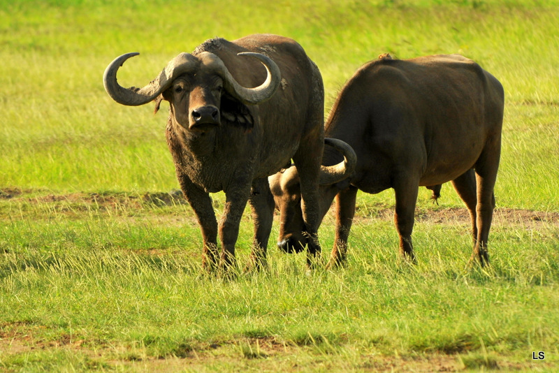 Buffle du Cap/Cape Buffalo (9)